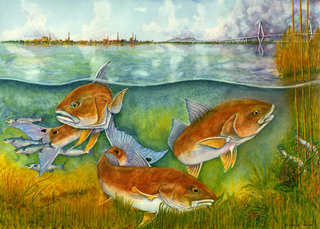 Redfish of Charleston  SC